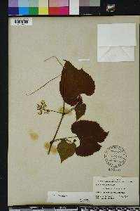 Vitis vulpina image