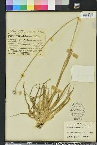 Eriocaulon compressum image