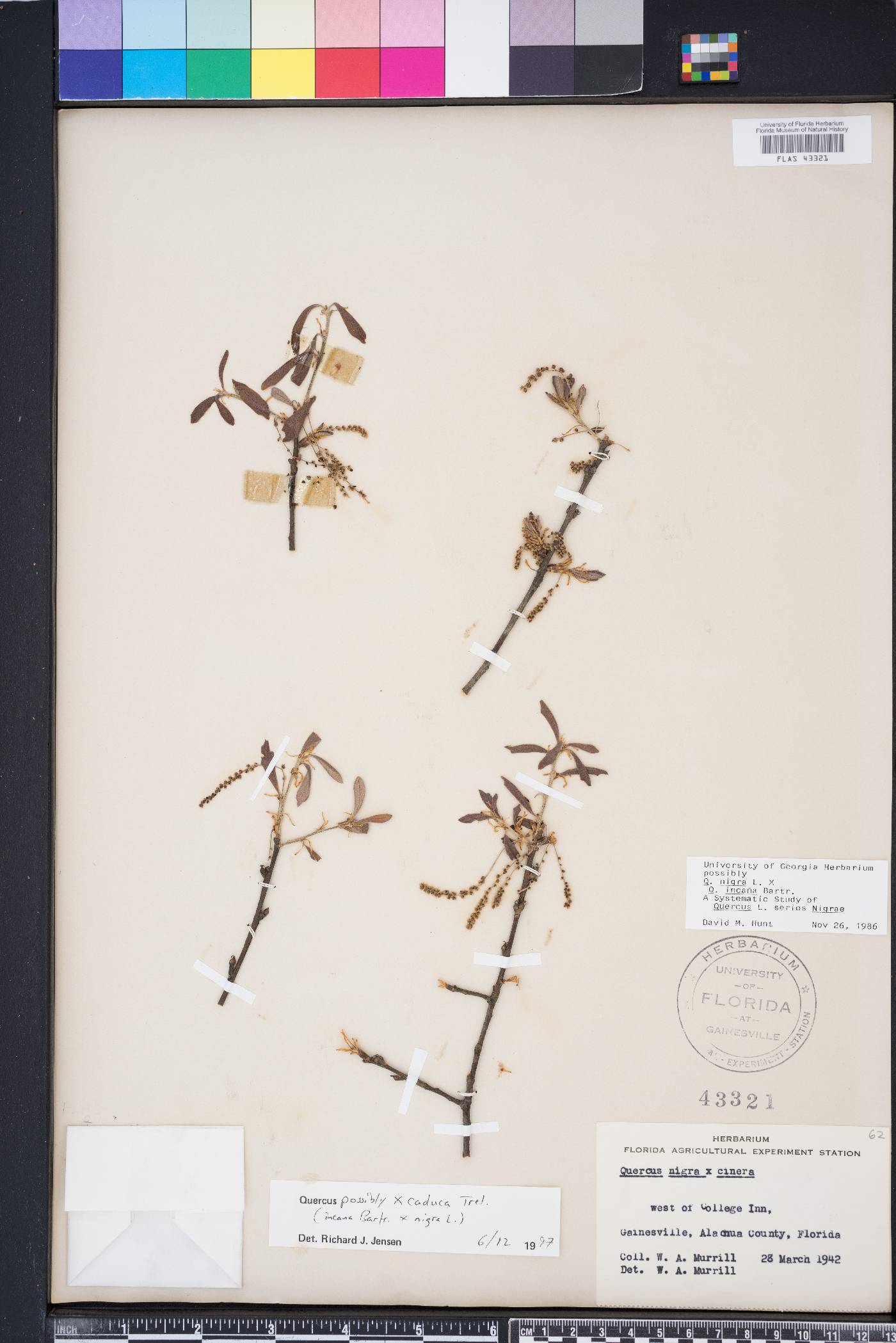 Quercus x caduca image