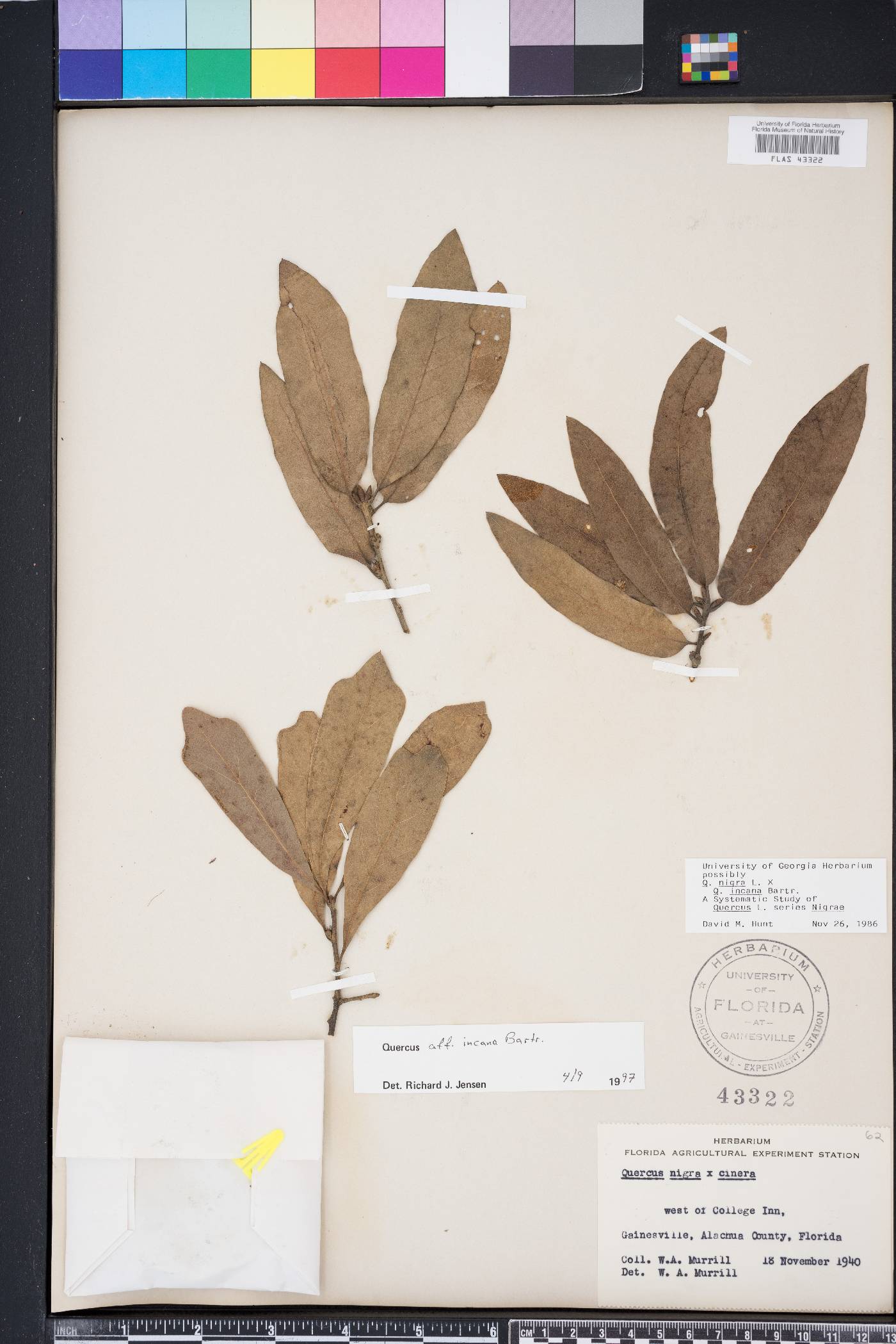 Quercus x caduca image