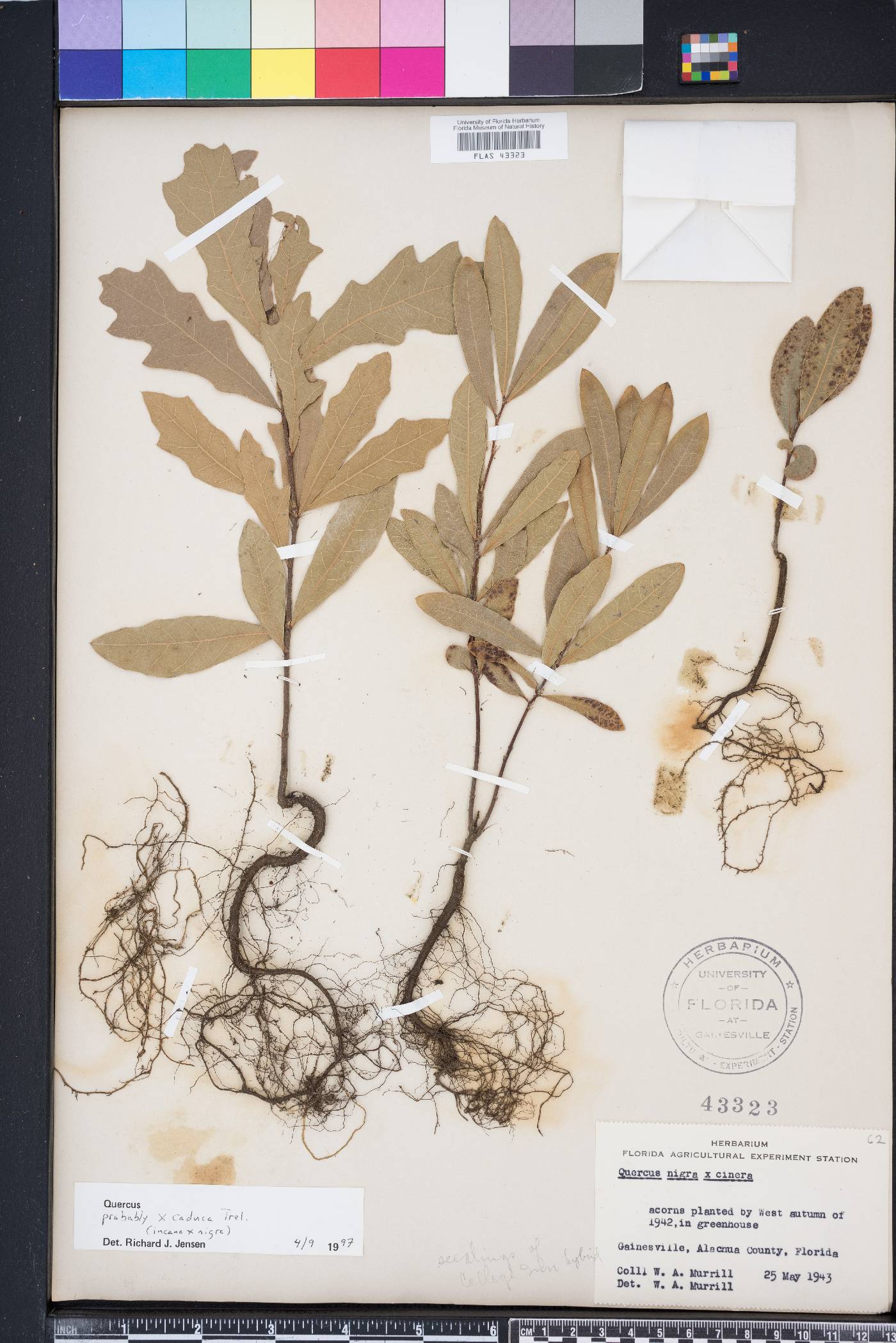 Quercus x caduca image