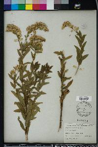 Solidago odora var. chapmanii image