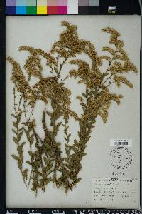 Solidago odora var. chapmanii image