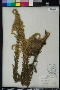 Solidago fistulosa image