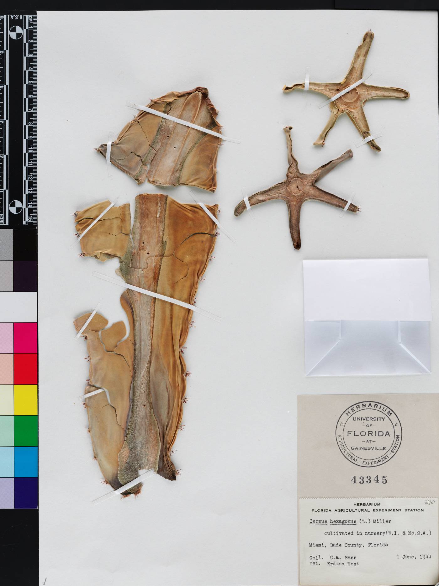 Cereus hexagonus image