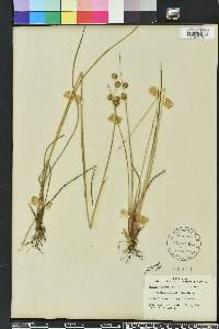 Juncus megacephalus image