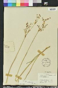 Juncus elliottii image