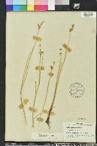 Juncus elliottii image