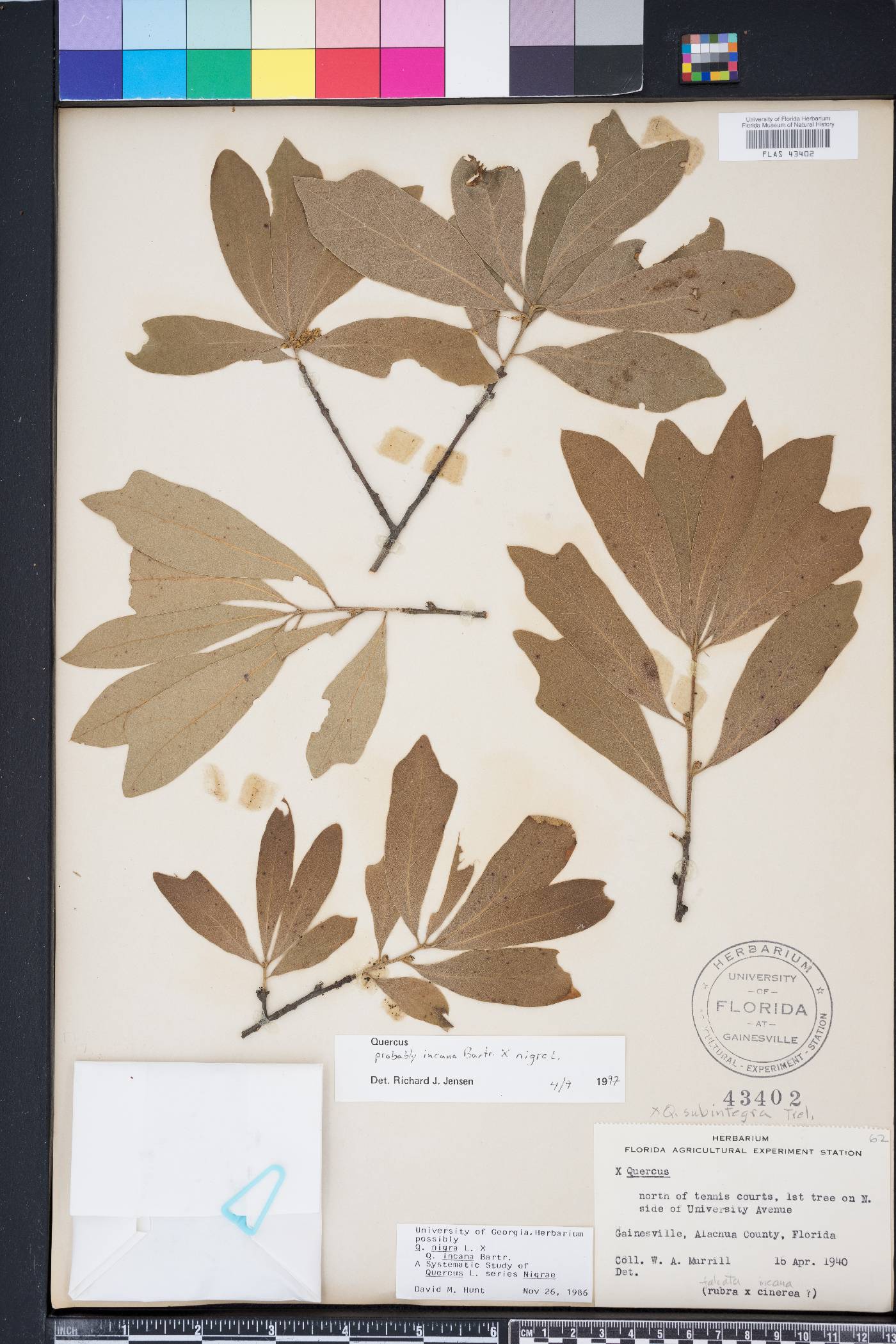 Quercus x caduca image