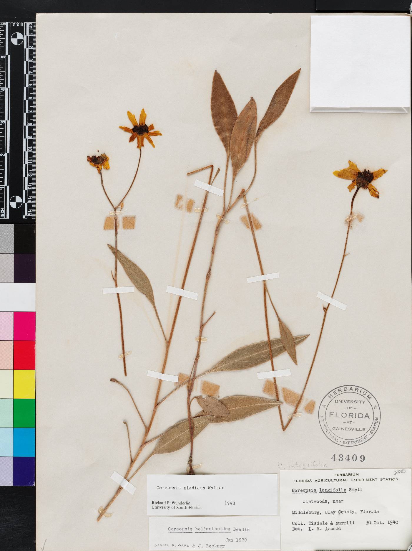 Coreopsis gladiata image