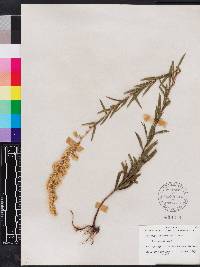 Solidago leavenworthii image