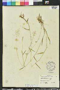 Dichanthelium acuminatum subsp. longiligulatum image