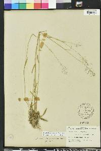 Dichanthelium acuminatum subsp. longiligulatum image