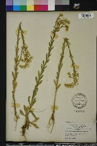 Lepidium campestre image