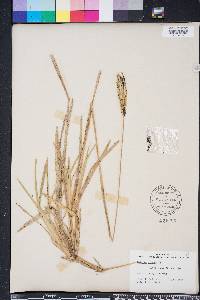 Eustachys petraea image