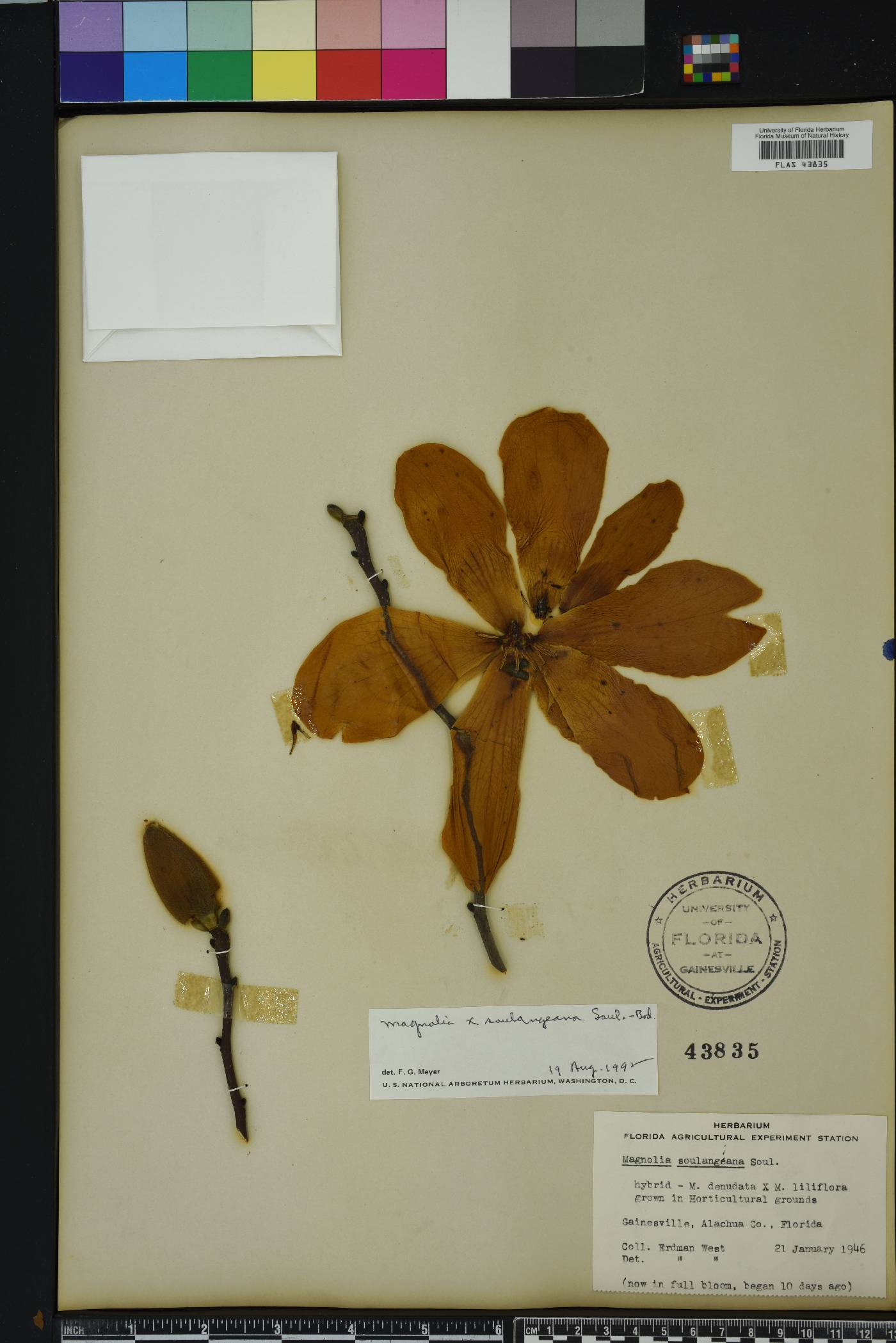 Magnolia x soulangeana image