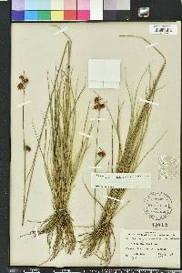 Rhynchospora fascicularis image