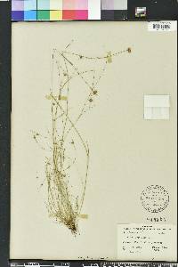 Rhynchospora chapmanii image