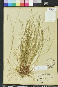 Carex emmonsii image