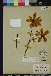 Magnolia stellata image