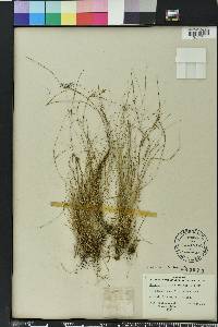 Rhynchospora rariflora image
