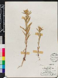 Collomia linearis image