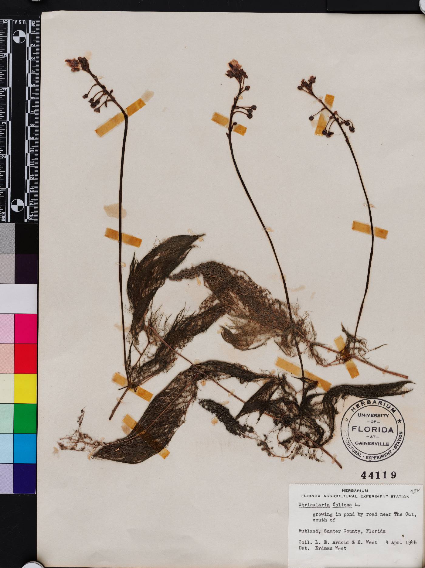 Utricularia foliosa image