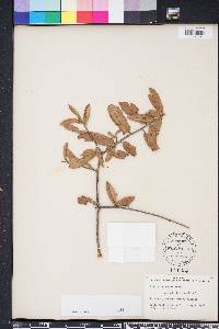 Quercus geminata image