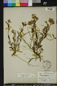 Crocanthemum corymbosum image