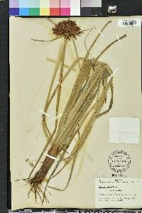 Cyperus planifolius image