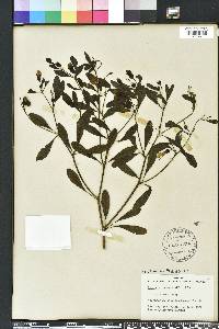 Baptisia lanceolata image