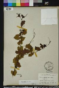 Vitis rotundifolia image