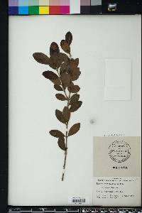 Eugenia foetida image