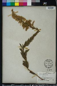 Solidago fistulosa image