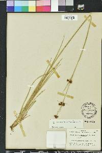 Rhynchospora fascicularis image