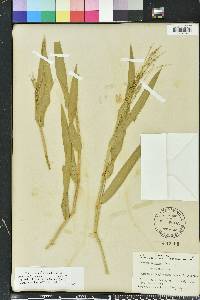 Urochloa adspersa image