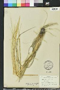 Spartina spartinae image