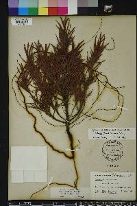 Polygonella fimbriata image