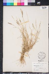 Eragrostis ciliaris image