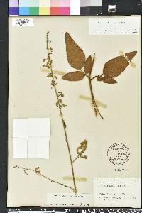 Desmodium floridanum image