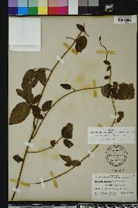 Berchemia scandens image