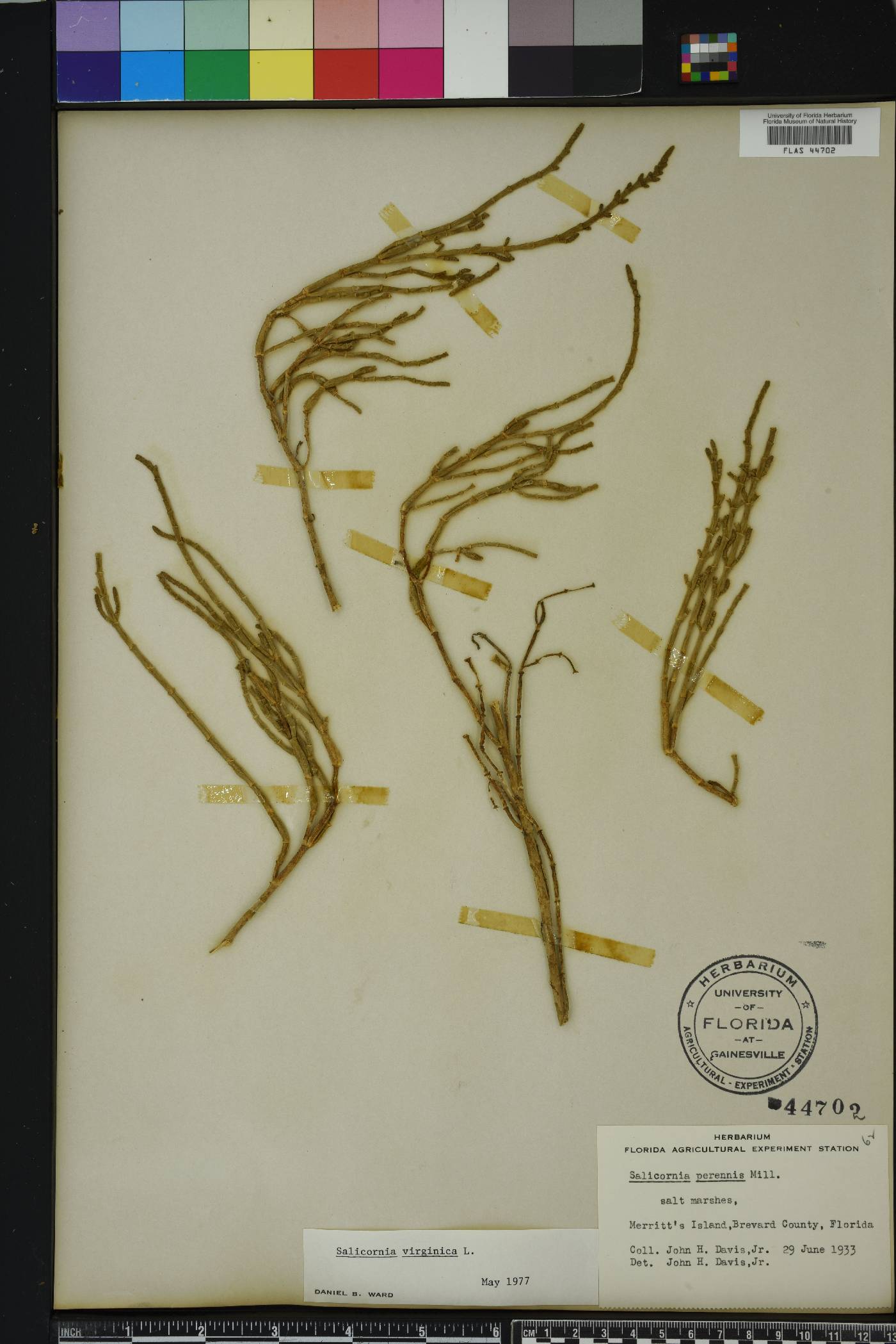 Salicornia ambigua image