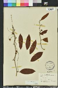 Smilax laurifolia image