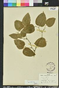 Smilax tamnoides image