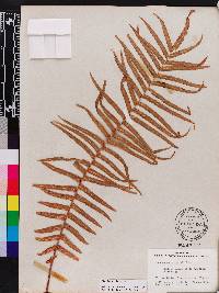 Pteris vittata image