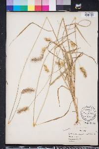 Setaria corrugata image