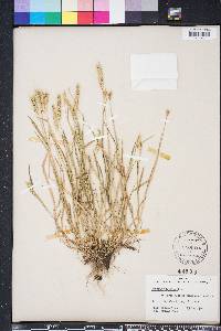 Hordeum pusillum image