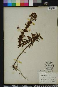 Hypericum cistifolium image