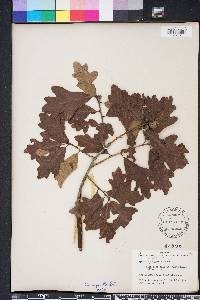 Quercus margarettae image