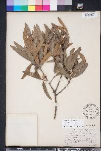 Quercus phellos image